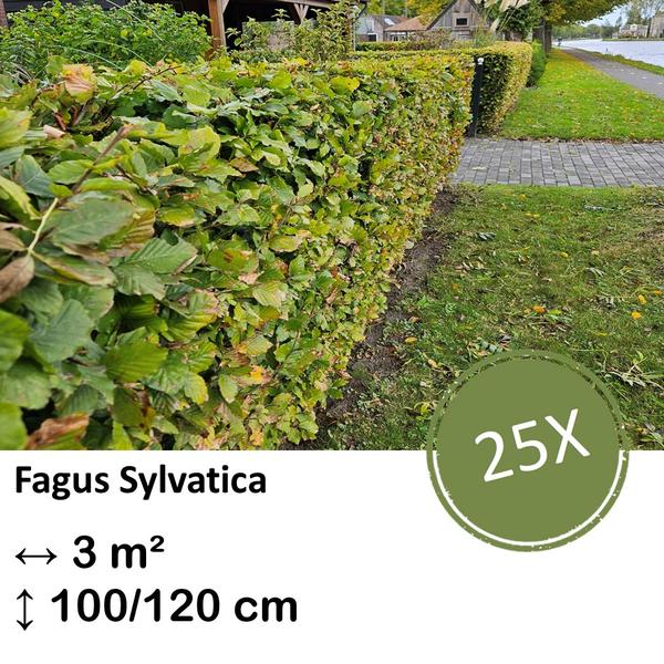 Fagus sylvatica – Kale wortel – 100/125 – 25x