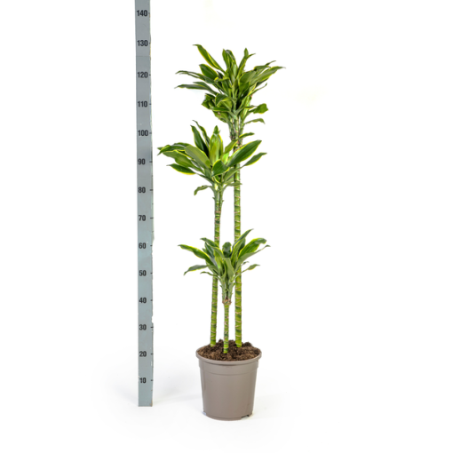 Dracaena Fragrans Golden Coast Ø24cm - ↕140cm – Bild 6