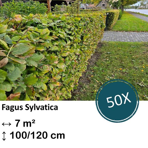 Fagus sylvatica – Kale wortel – 100/125 – 50x