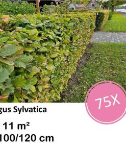 Fagus sylvatica – Kale wortel – 100/125 – 75x