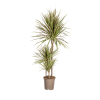 Dracaena Marginata Bicolor Ø21cm – ↕120cm