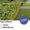 Fagus sylvatica – Kale wortel – 100/125 – 100x