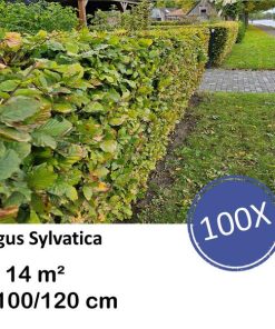 Fagus sylvatica – Kale wortel – 100/125 – 100x