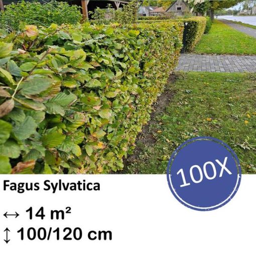 Fagus sylvatica - Kale wortel - 100/125 - 100x