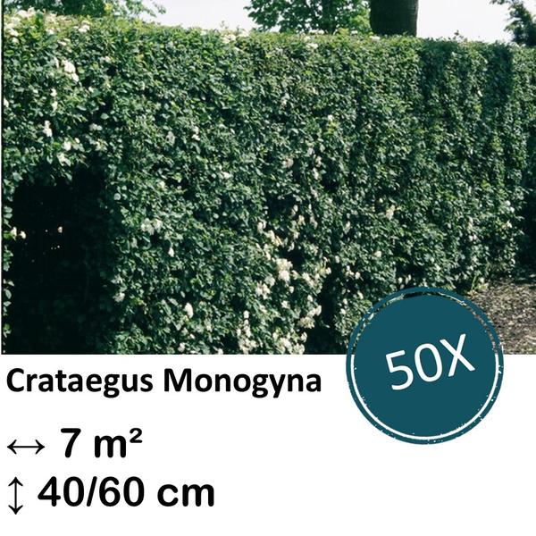 Crataegus Monogyna – Kale wortel – 40/60 – 50x