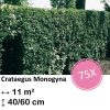 Crataegus Monogyna – Kale wortel – 40/60 – 75x