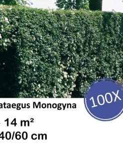 Crataegus Monogyna – Kale wortel – 40/60 – 100x