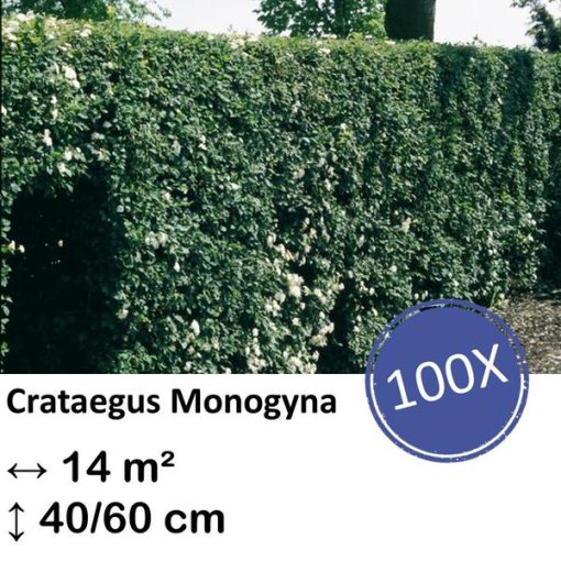 Crataegus Monogyna - Kale wortel - 40/60 - 100x