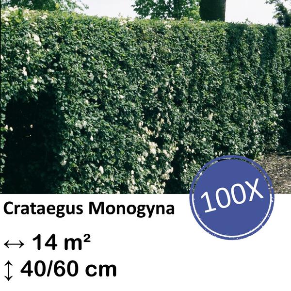 Crataegus Monogyna – Kale wortel – 40/60 – 100x