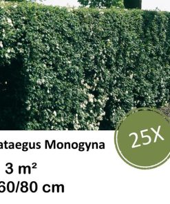 Crataegus Monogyna – Kale wortel – 60/80 – 25x