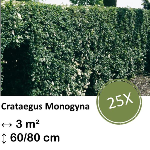 Crataegus Monogyna – Kale wortel – 60/80 – 25x