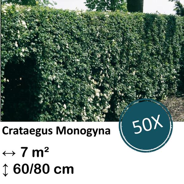 Crataegus Monogyna – Kale wortel – 60/80 – 50x