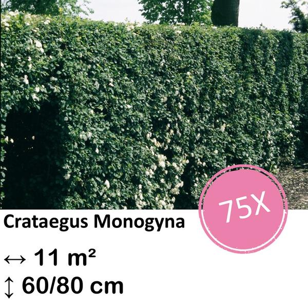 Crataegus Monogyna – Kale wortel – 60/80 – 75x