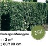 Crataegus Monogyna – Kale wortel – 80/100 – 25x