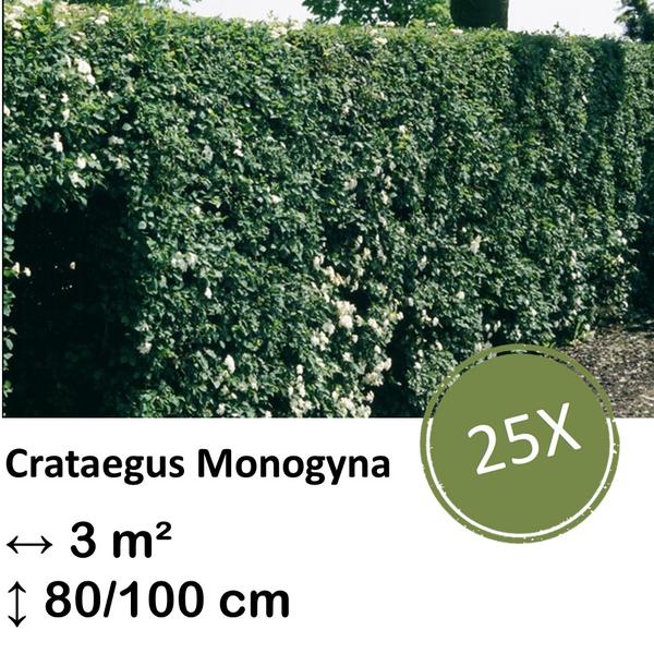 Crataegus Monogyna – Kale wortel – 80/100 – 25x