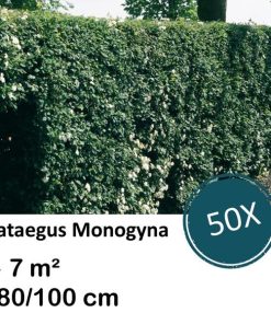 Crataegus Monogyna – Kale wortel – 80/100 – 50x