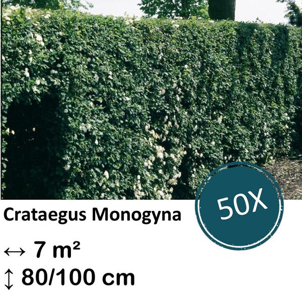 Crataegus Monogyna – Kale wortel – 80/100 – 50x