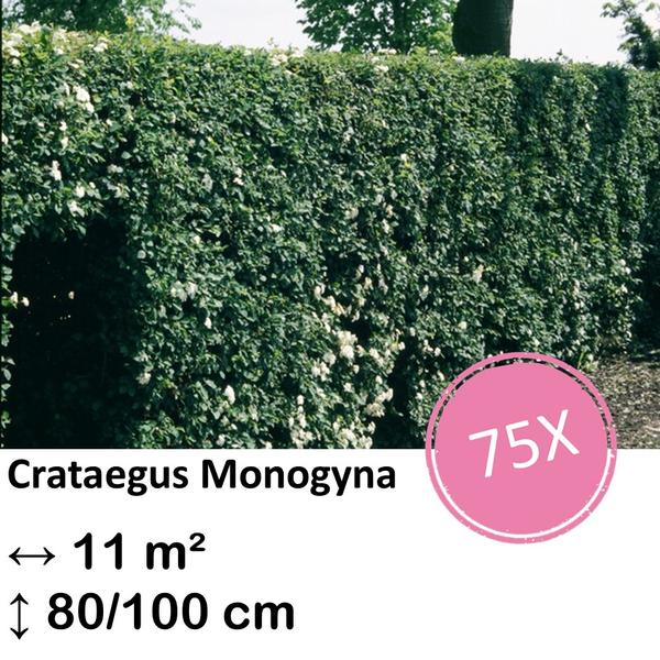 Crataegus Monogyna – Kale wortel – 80/100 – 75x