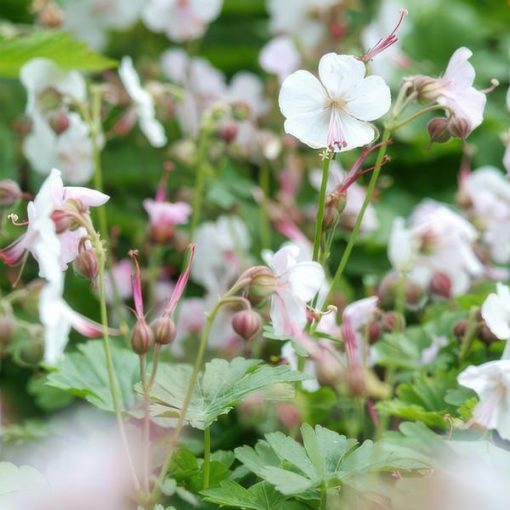 Geranium cant. 'Biokovo' - ↕10-25cm - Ø9cm - 12x – Bild 5