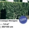 Crataegus Monogyna – Kale wortel – 80/100 – 100x