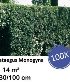 Crataegus Monogyna – Kale wortel – 80/100 – 100x