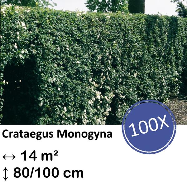 Crataegus Monogyna – Kale wortel – 80/100 – 100x