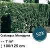 Crataegus Monogyna – Kale wortel – 100/125 – 50x