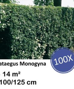 Crataegus Monogyna – Kale wortel – 100/125 – 100x