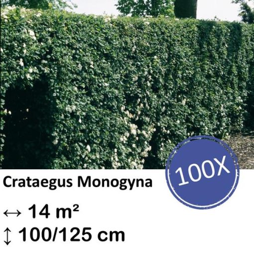 Crataegus Monogyna - Kale wortel - 100/125 - 100x