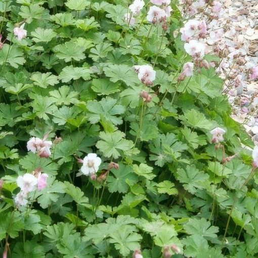 Geranium cant. 'Biokovo' - ↕10-25cm - Ø9cm - 12x – Bild 6