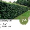 Acer campestre – kale wortel – 60/80 – 25x