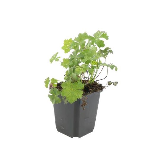 Geranium cant. 'Biokovo' - ↕10-25cm - Ø9cm - 12x – Bild 7