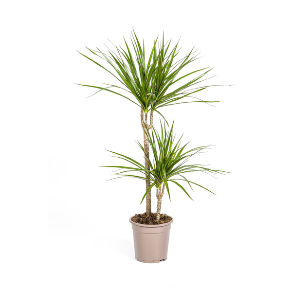 Dracaena Marginata Green Ø19cm – ↕80cm