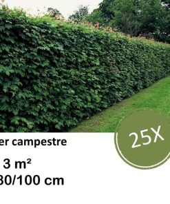 Acer campestre – kale wortel – 80/100 – 25x