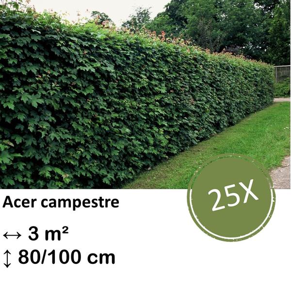 Acer campestre – kale wortel – 80/100 – 25x