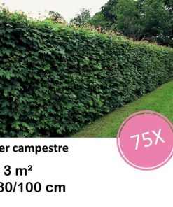 Acer campestre – kale wortel – 80/100 – 75x