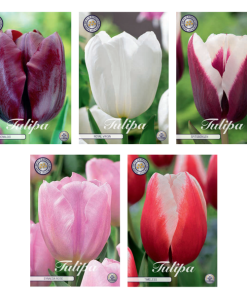 Tulipa – Blumenzwiebeln Mix (12) – 5 Spezies – 41 Blumenzwiebeln