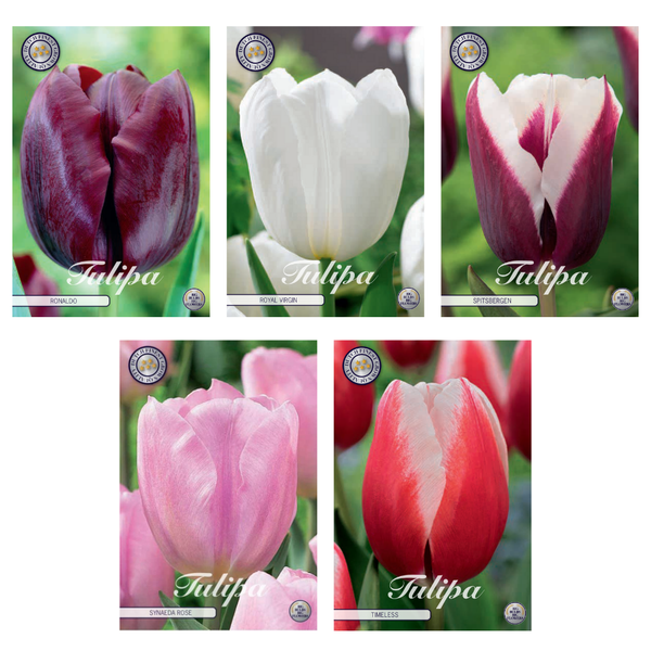 Tulipa – Blumenzwiebeln Mix (12) – 5 Spezies – 41 Blumenzwiebeln