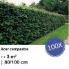 Acer campestre – kale wortel – 80/100 – 100x