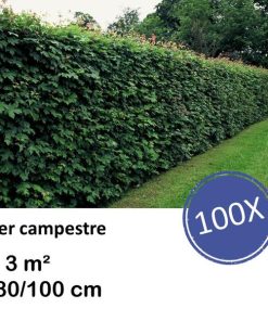 Acer campestre – kale wortel – 80/100 – 100x