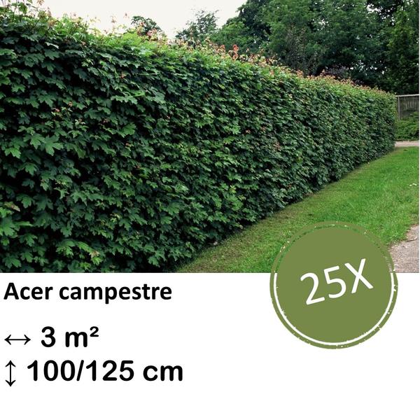 Acer campestre – kale wortel – 100/125 – 25x