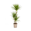 Dracaena Marginata Green Ø21cm – ↕120cm