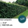 Acer campestre – kale wortel – 100/125 – 50x