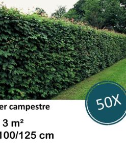 Acer campestre – kale wortel – 100/125 – 50x