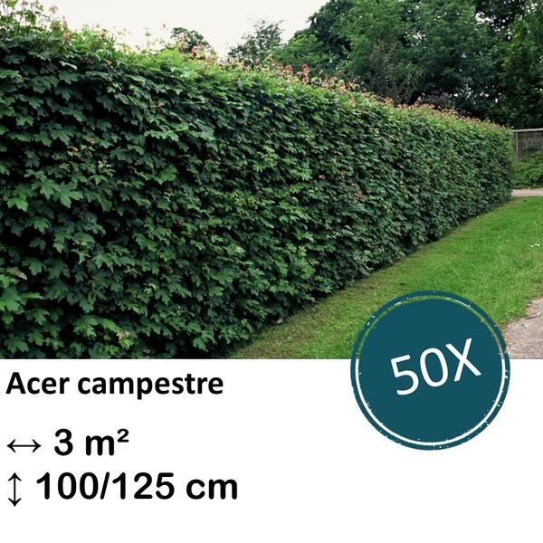 Acer campestre – kale wortel – 100/125 – 50x