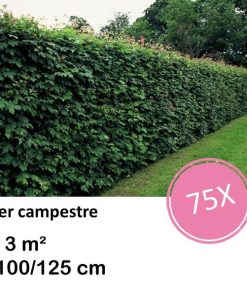 Acer campestre – kale wortel – 100/125 – 75x