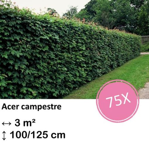 Acer campestre - kale wortel - 100/125 - 75x