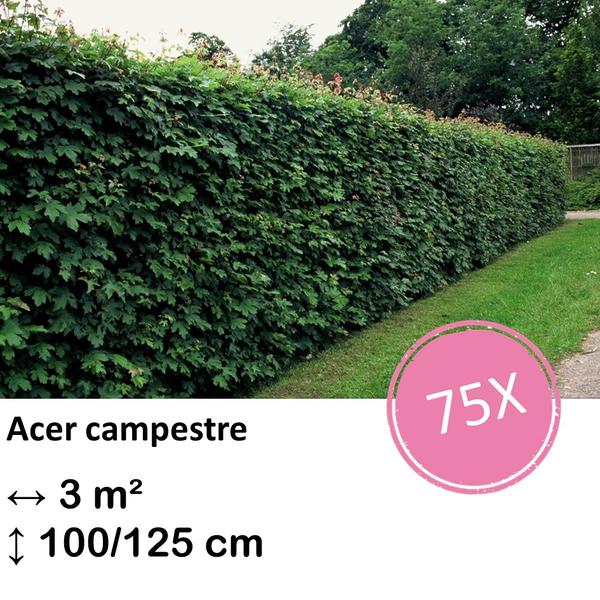 Acer campestre – kale wortel – 100/125 – 75x