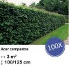 Acer campestre – kale wortel – 100/125 – 100x