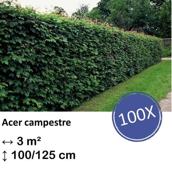 Acer campestre – kale wortel – 100/125 – 100x